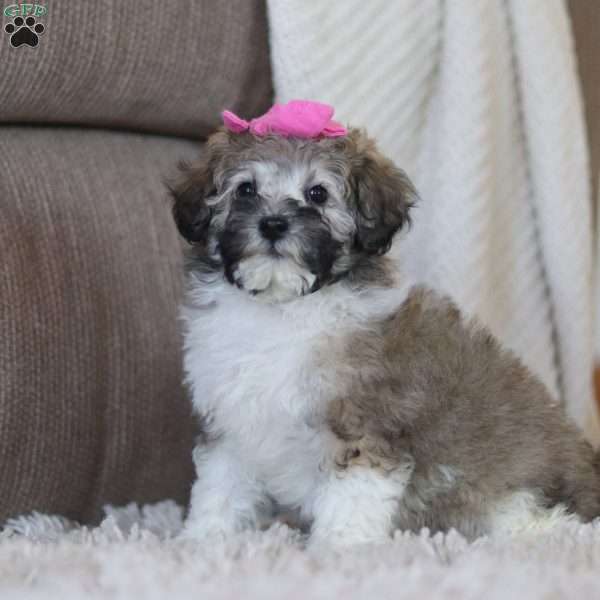 Lainey, Mini Labradoodle Puppy